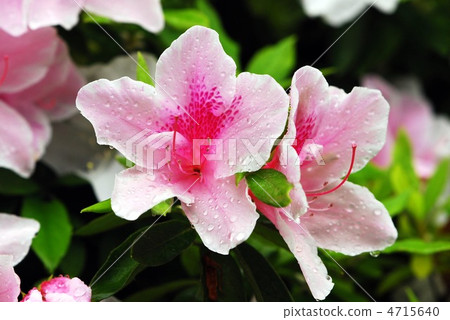 Azalea Azalea 4715640