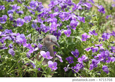 pigeon pigeon 4715708