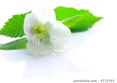 Shiroyamabuki Shiroyamabuki 4715763