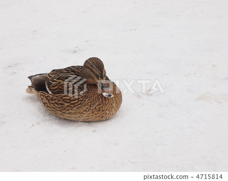 A duck on the snow A duck on the snow 4715814