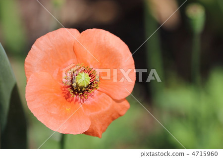 Nagami hinagishi Nagami hinagishi 4715960