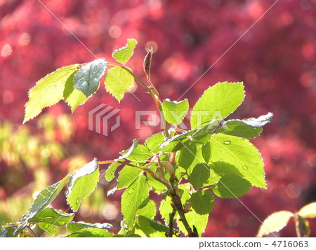 Rose sprouts 4716063