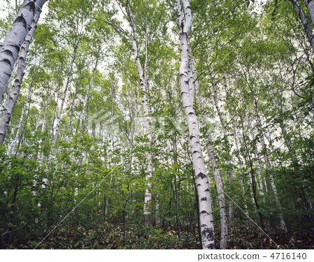 White birch forest of Heiwa Plateau 4716140