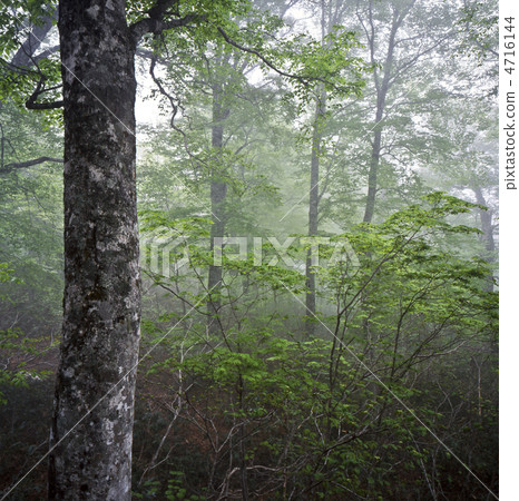 Beech forest in fog 4716144