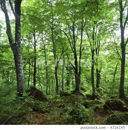 新鮮的綠色山毛櫸森林 4716145