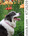 Flowers and dogs 4716209