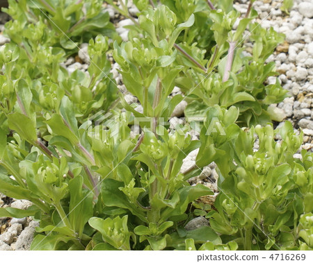 沼澤蔬菜 4716269