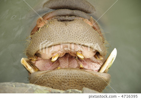 河馬 河馬 4716395