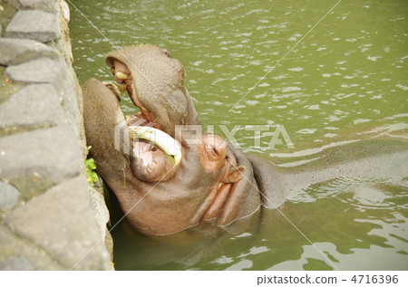 河馬 河馬 4716396