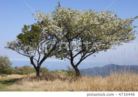 山中的櫻桃樹 4716446