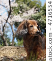 Dog playing in a cherry blossoming park 4716554