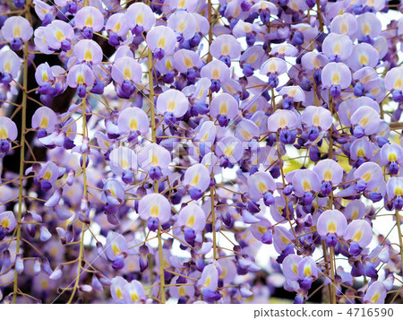 美麗的紫藤花 4716590