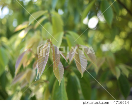 橡木橡樹葉 4716614