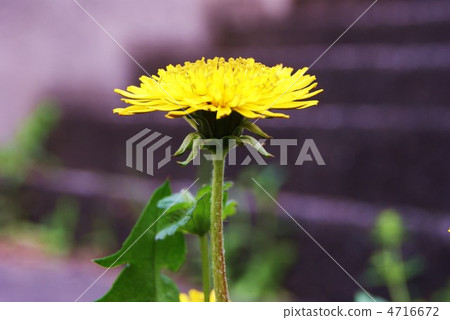 包裹的萼片與花蕾和開花·側面位置 包裹的萼片與花蕾和開花·側面位置 4716672