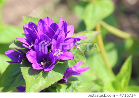 Rindouzaki Campanula Rindouzaki Campanula 4716724