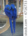 Violet Macaw 4716733