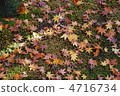 Autumn leaves 4716734