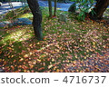 Autumn leaves 4716737
