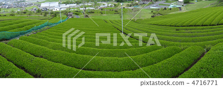 Panorama of idyllic tea fields Panorama of idyllic tea fields 4716771
