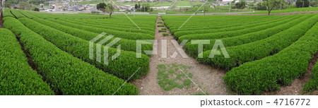 Panorama of idyllic tea fields Panorama of idyllic tea fields 4716772
