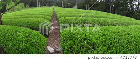 Panorama of idyllic tea fields Panorama of idyllic tea fields 4716773