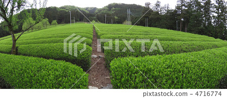 Panorama of idyllic tea fields Panorama of idyllic tea fields 4716774