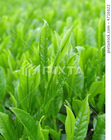 New tea leaves of eighty eight. New tea leaves of eighty eight. 4716822
