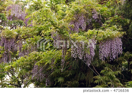 Fuyu's flower and fruit Fuyu's flower and fruit 4716836