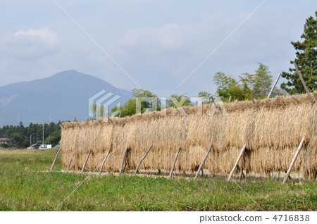 Miyagi山和與米垂懸的風景 4716838