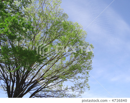 新鮮的綠色櫸樹 4716840
