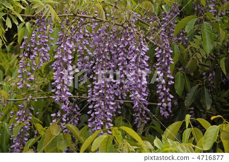 Wisteria flowers Wisteria flowers 4716877