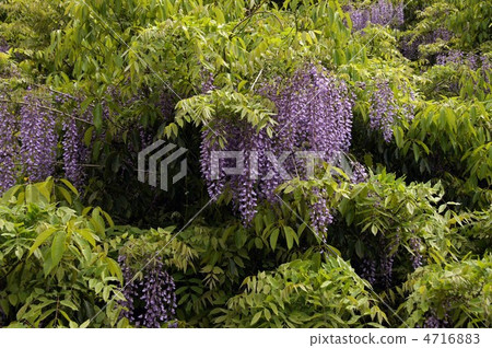  紫藤花 4716883