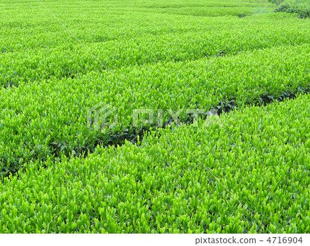 Idol's tea plant of the eighteenth-eighth Idol's tea plant of the eighteenth-eighth 4716904