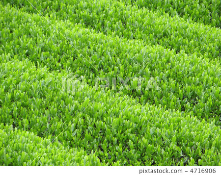 Idol's tea plant of the eighteenth-eighth Idol's tea plant of the eighteenth-eighth 4716906