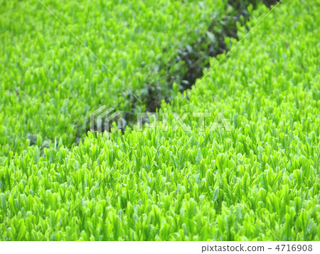 Idol's tea plant of the eighteenth-eighth 4716908