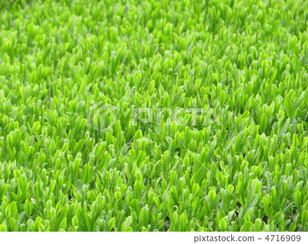 Idol's tea plant of the eighteenth-eighth Idol's tea plant of the eighteenth-eighth 4716909