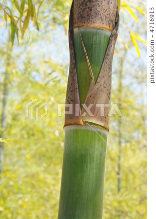 Bamboo 4716913