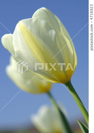 鬱金香領域 4716923