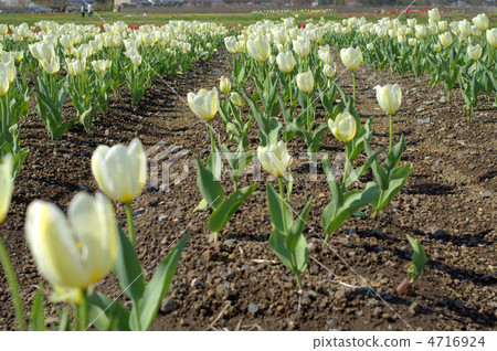 鬱金香領域 鬱金香領域 4716924