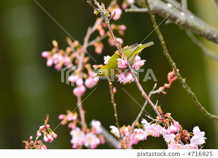 Coho-zakura和mezzo Coho-zakura和mezzo 4716925