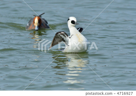 Miko Aisa Miko Aisa 4716927