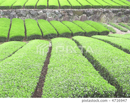 Idol's tea plant of the eighteenth-eighth Idol's tea plant of the eighteenth-eighth 4716947