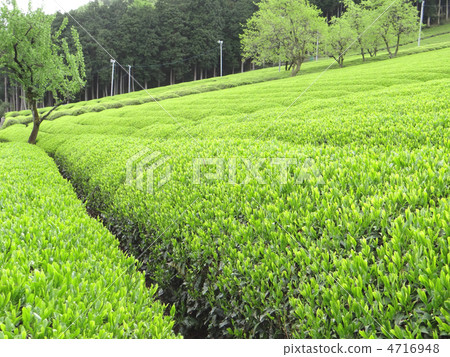 Idol's tea plant of the eighteenth-eighth 4716948
