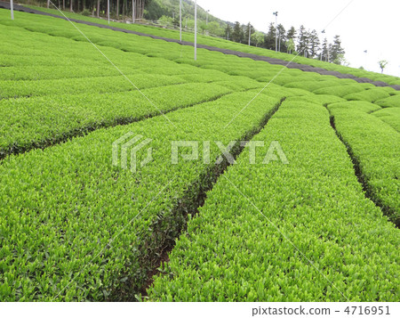 Idol's tea plant of the eighteenth-eighth Idol's tea plant of the eighteenth-eighth 4716951