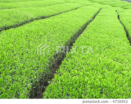 Idol's tea plant of the eighteenth-eighth Idol's tea plant of the eighteenth-eighth 4716952