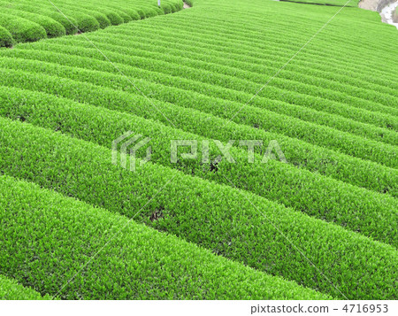 Idol's tea plant of the eighteenth-eighth Idol's tea plant of the eighteenth-eighth 4716953