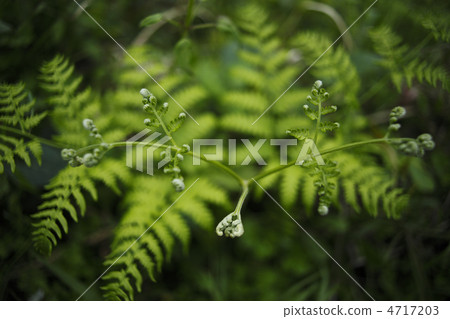 Bracken Bracken 4717203