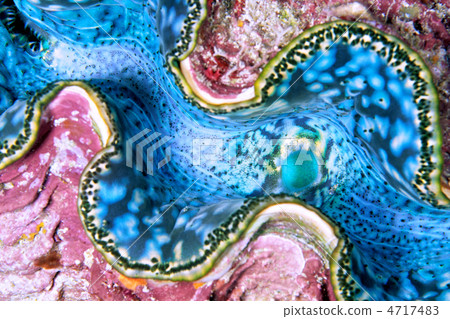 Mantle membrane of the shellfish 4717483