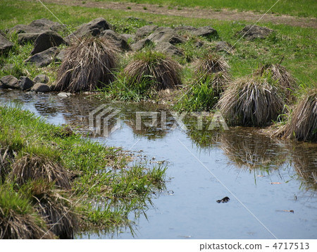 Yashira Yanji 4717513