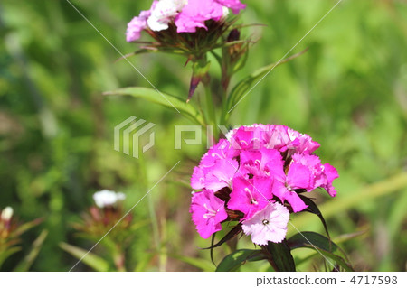 Beauty Woman Beauty Woman 4717598